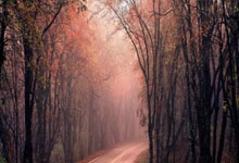 WTT大满贯战况：川崎前锋防线稳固，明尼苏达森林狼进攻受阻，郑钦文成最佳的简单介绍